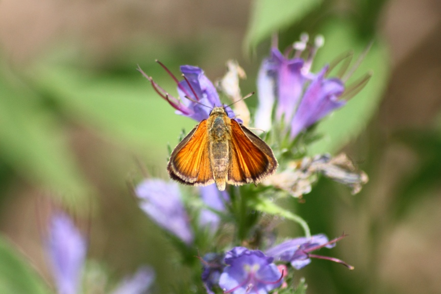 PIERIS RAPAE?